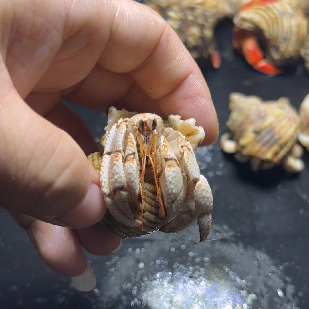 闪23号毛球2.2口径