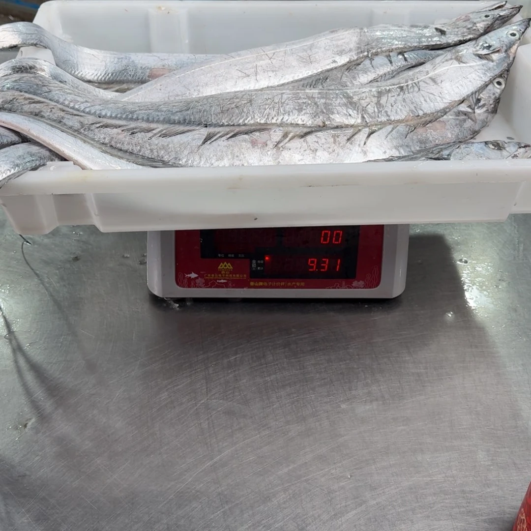 用***6中国大陆油带鱼 一共9条鱼