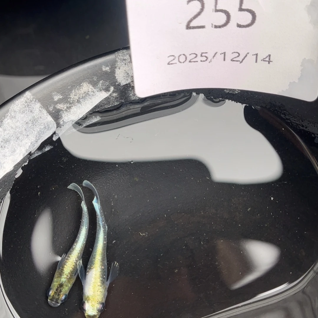 青鳉鱼255祖母绿宽鳍一对