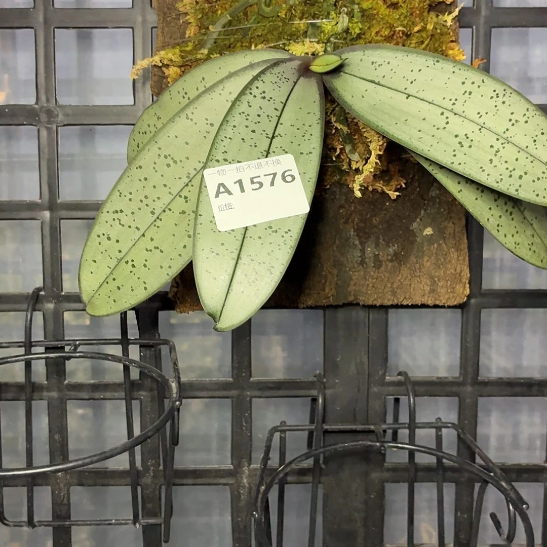 当前无花朵，栽培后可花朵A1576yss1155