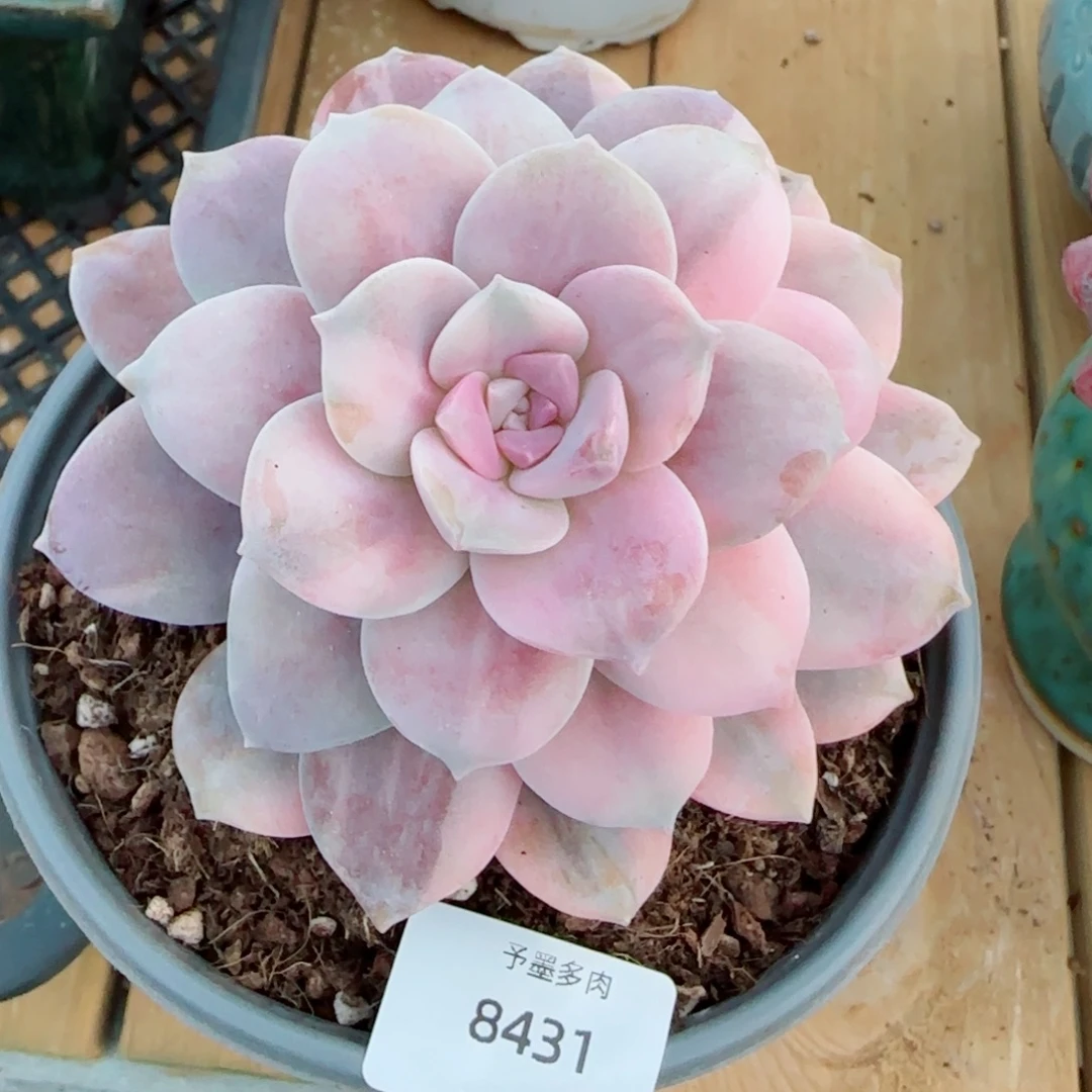 华丽风车锦，8431多肉植物