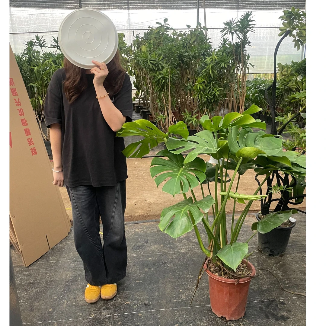 高货意境好看美观龟背竹+室内绿植净化空气美化环境