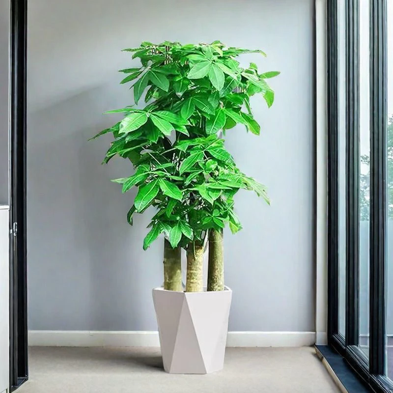 羽夕步步高发财树大棵盆栽室内绿植办公室鲜花直播间现场直播卖花