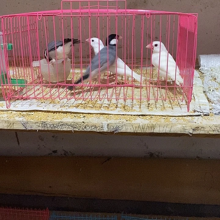 文鸟幸**笑白加灰文鸟