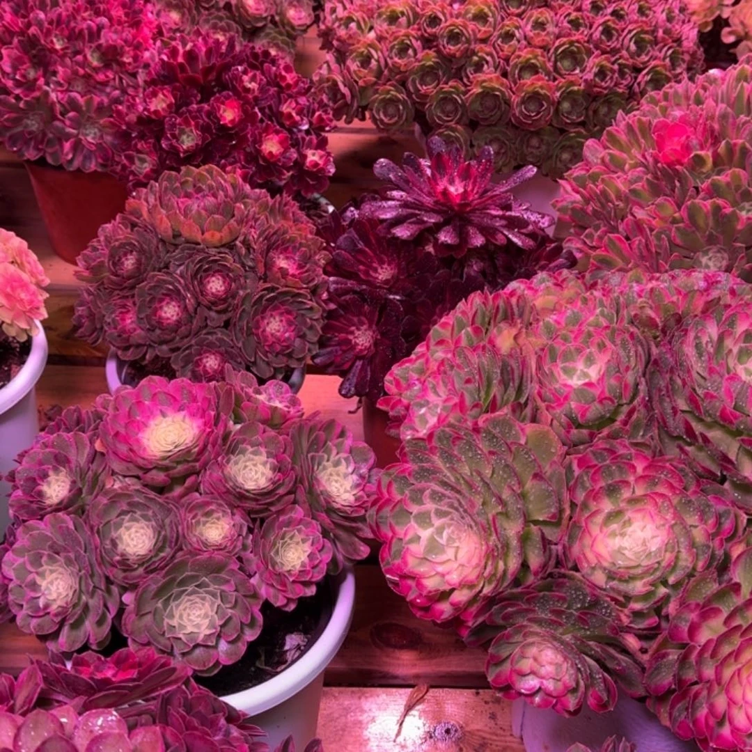 ****子多肉植物法师13妹福利