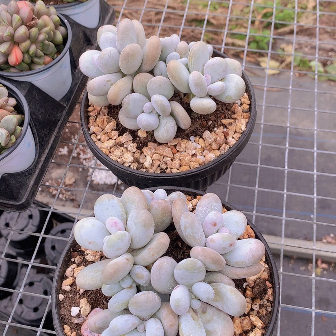 大奶酪345678899000