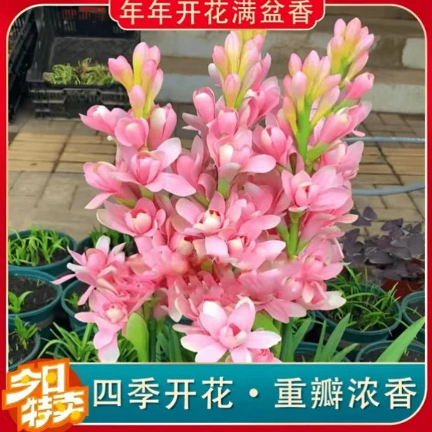 【晚香玉种球】晚香玉种球四季种植盆栽阳台