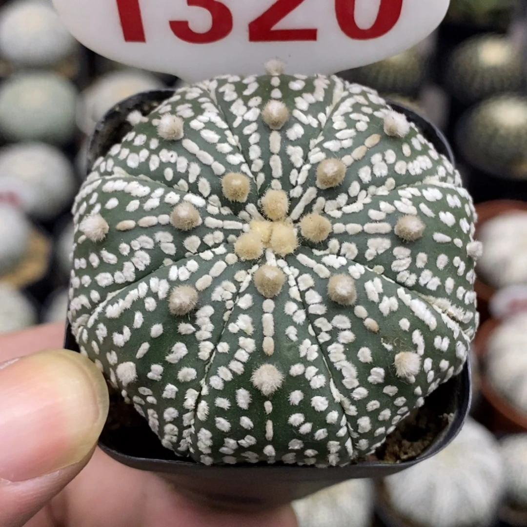 1320连线浓白超兜