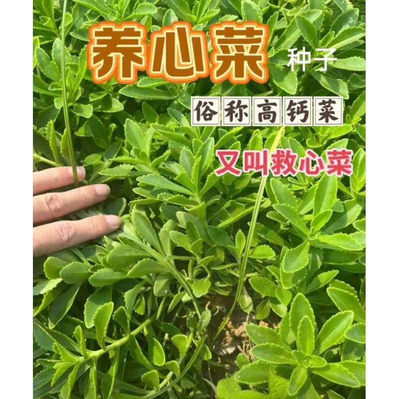 S-078【满3包包邮  满5包送一包】四季养心菜种子