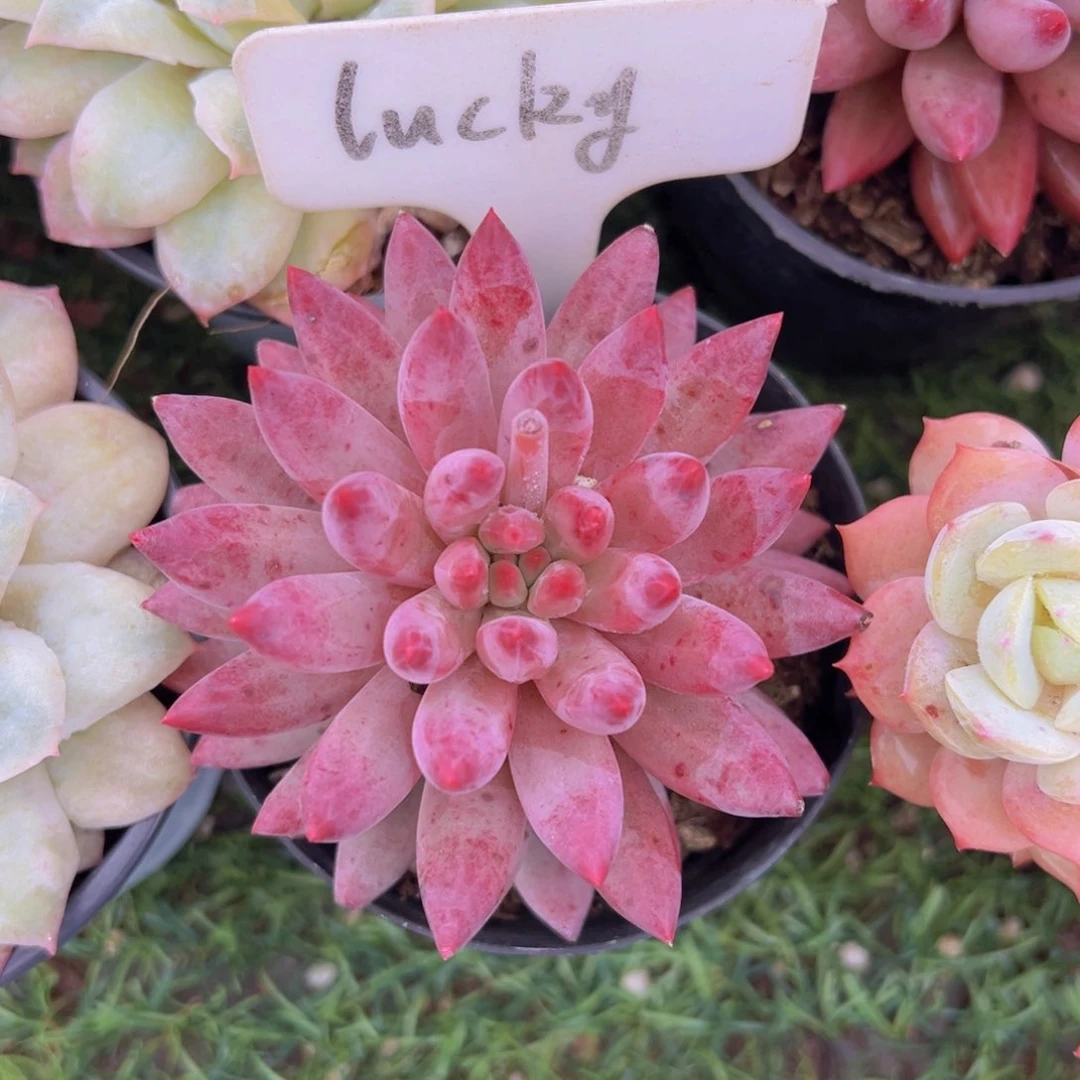 香玉的故事是一个人的故事