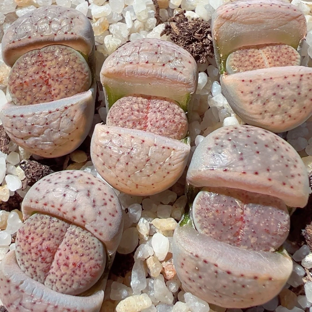 0204-153多肉血点