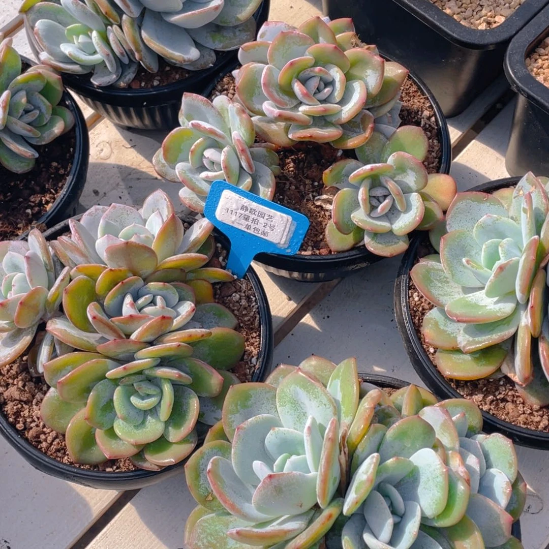 1117-2-韩版奶茶大四头一刻