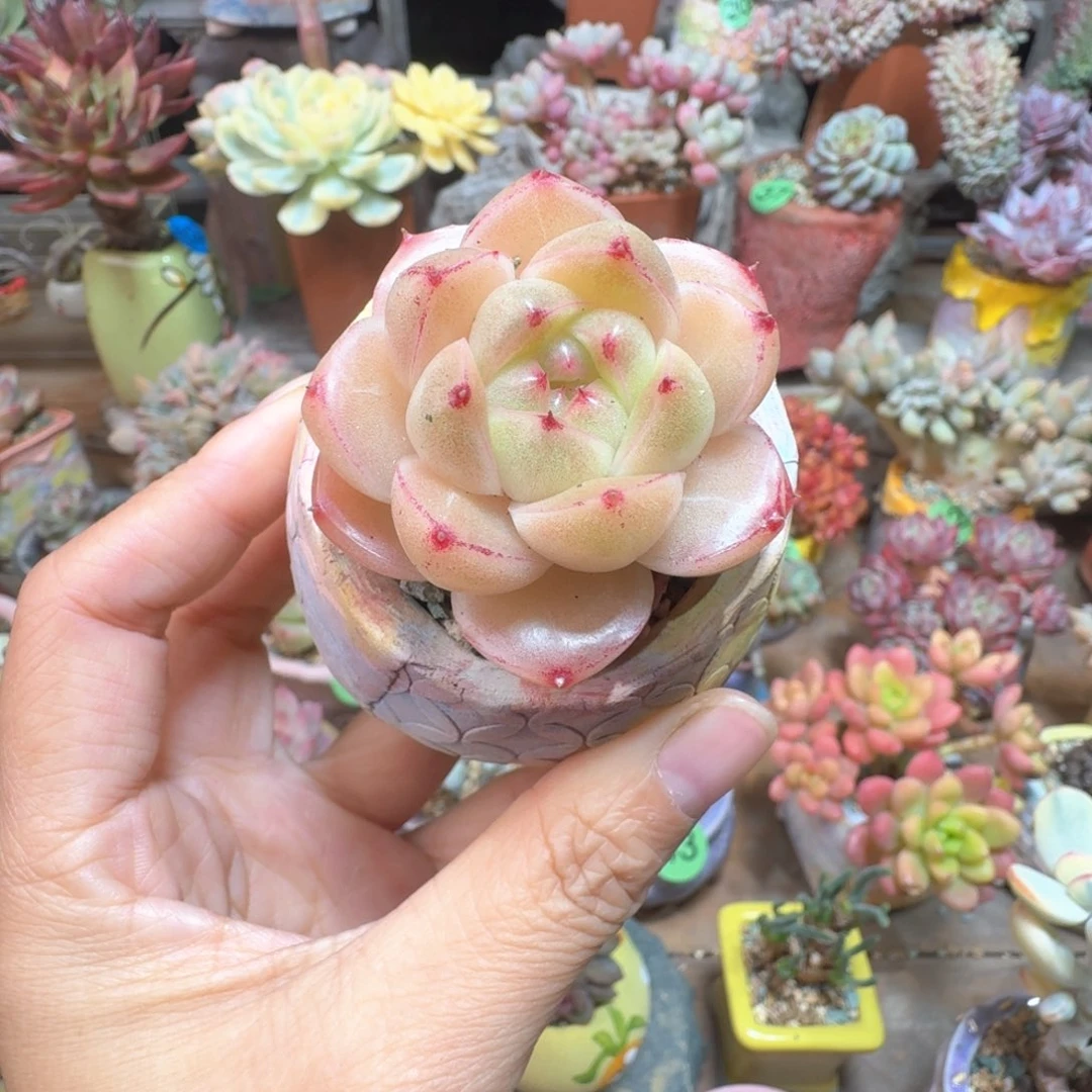 M100 多肉含盆土 一物一拍