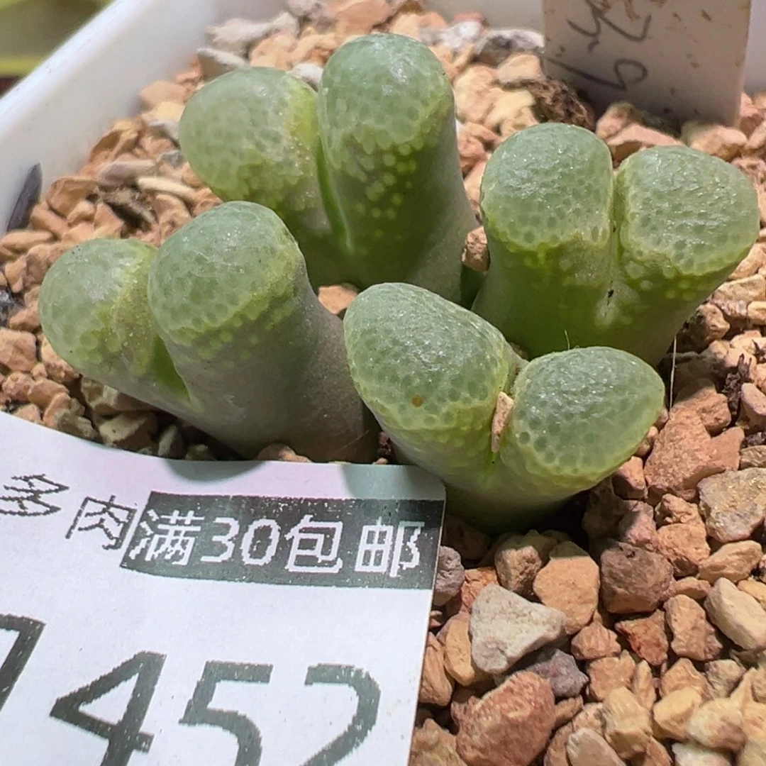 多肉植物11111111111
