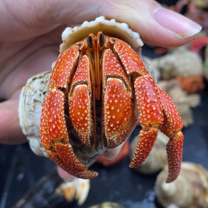 3.5口毛里求斯草莓