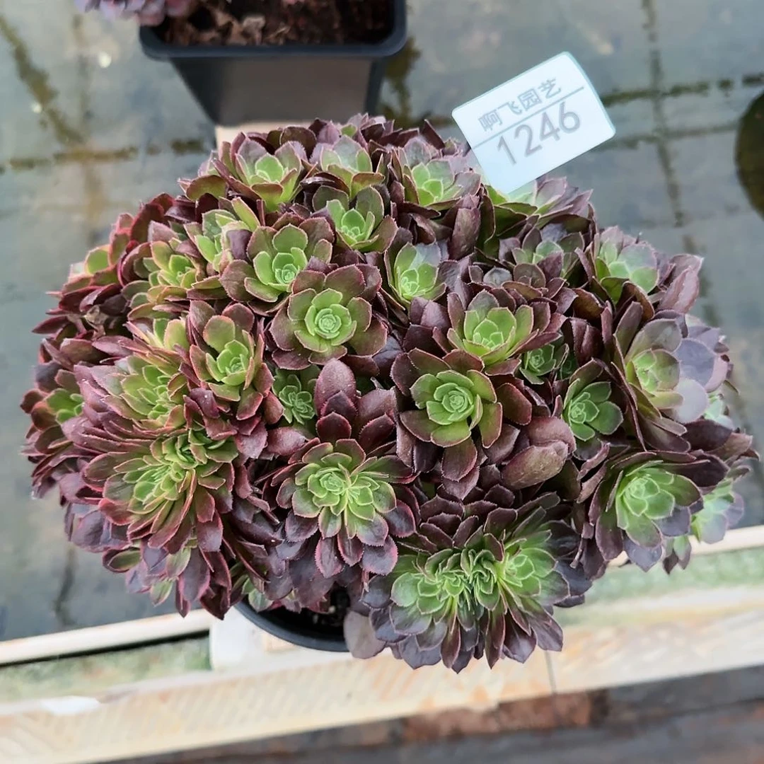 无*1246多肉 万黄缀法师