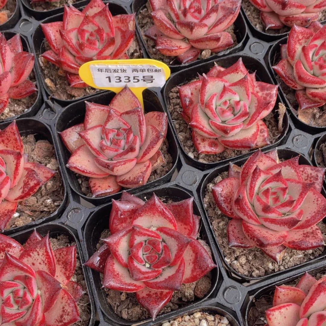 1335号宽叶全状态罗密欧单头一个