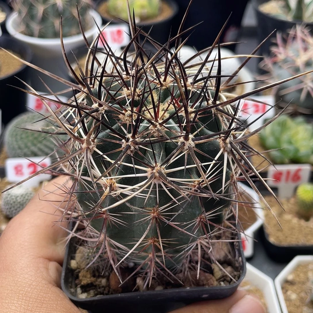 实生强刺林氏大幻虾仙人球