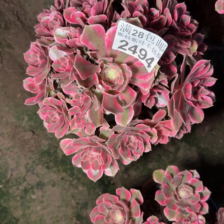 2494南女妖多肉植物