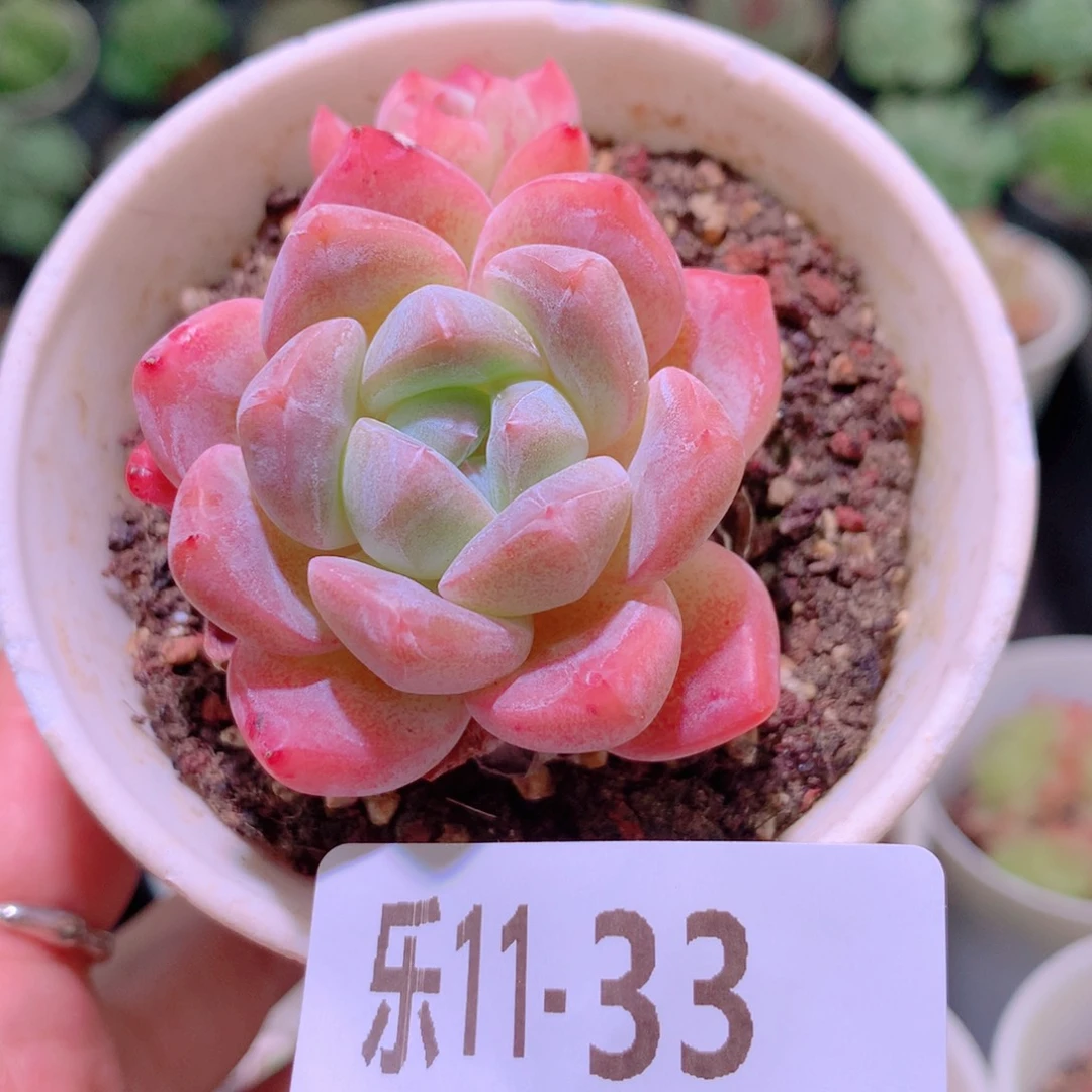 乐然11-33 刚毅 不包整