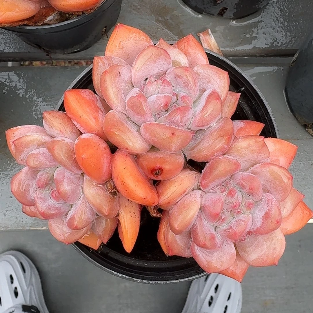 从前慢多肉编号哥特妈妈三头