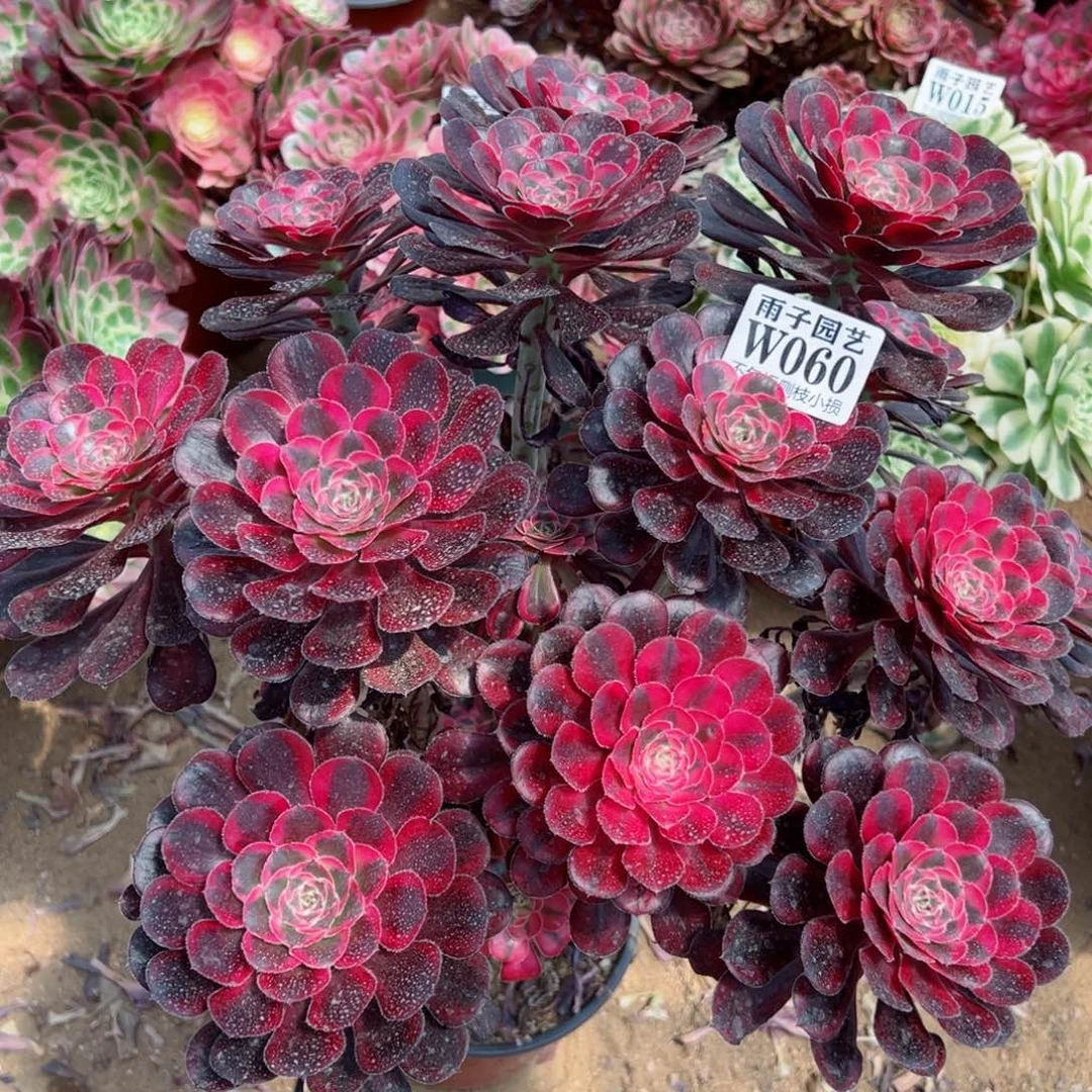 060丽娜尺寸35左右