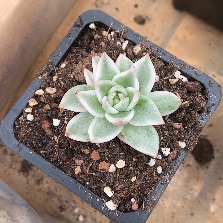 雪白玛丽亚锦多肉植物