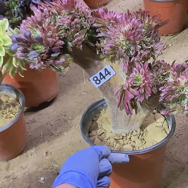 844水墨缀化老板子法师缀