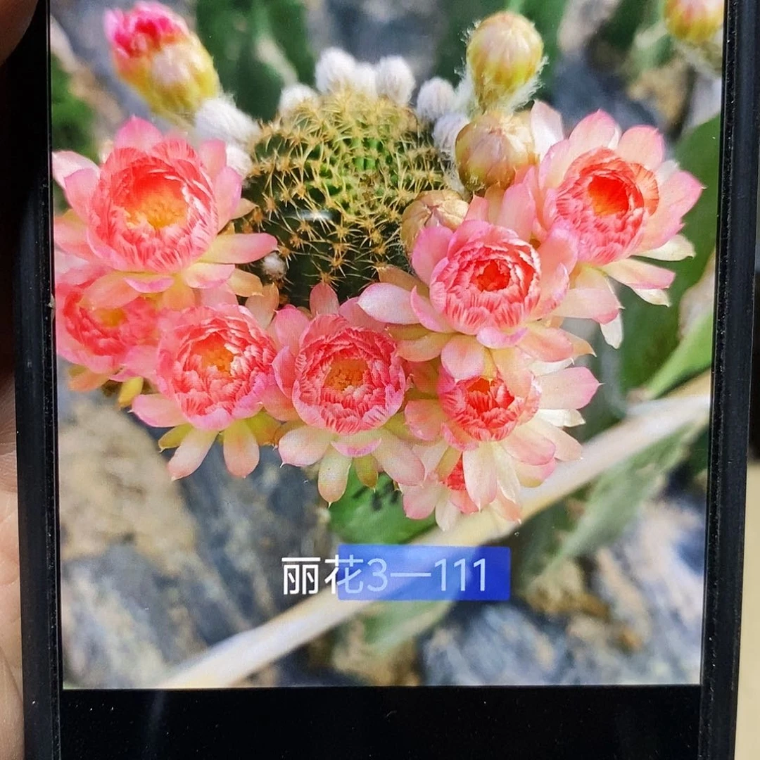 丽3-111侧芽3公分以上