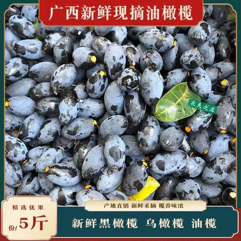 新鲜果榄子黑橄榄广西纯天然榄子可做榄角榄肉食用(每天现摘现发)