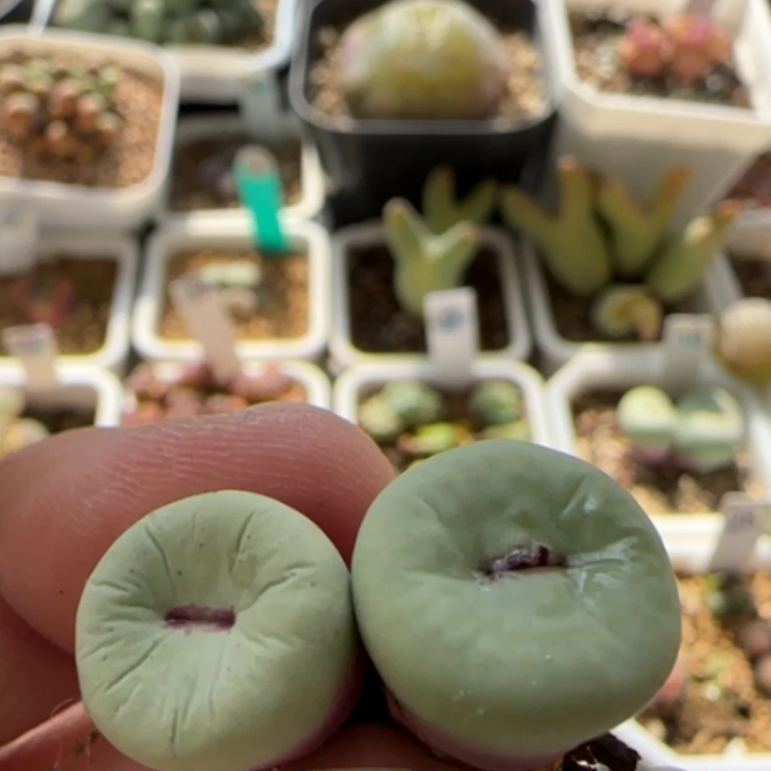 【闪购商品】早****皮8240