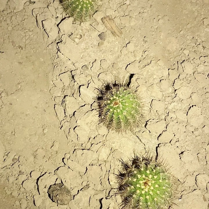 默*语法一花。小丑花