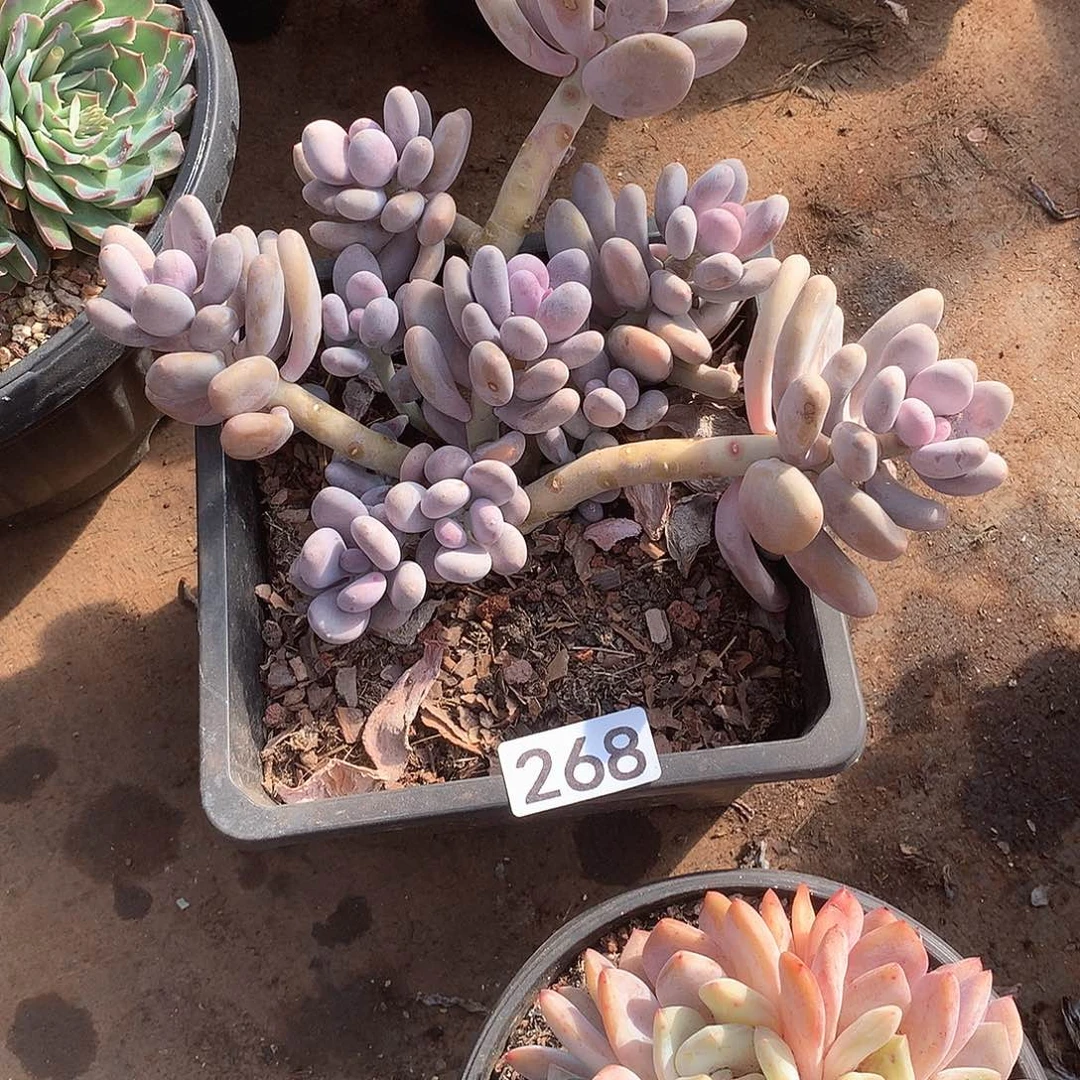 268 一物一拍多肉