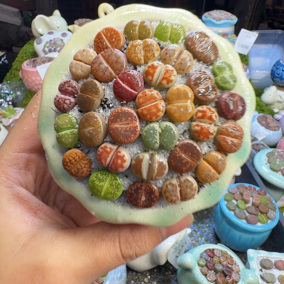 多肉植物的生长发育1439