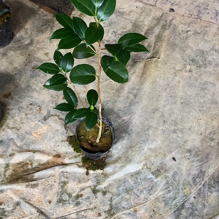 无花朵春诗。
