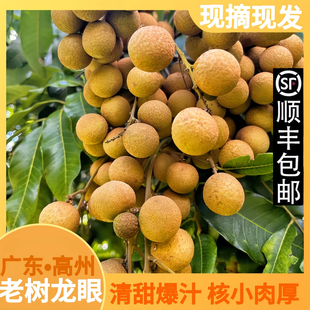 高州头茬储良龙眼甜蜜爆汁饱满香甜礼盒现摘现发批发顺丰孕妇水果