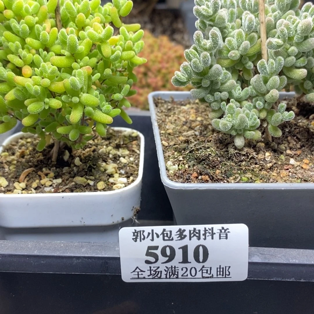 人**趣组合5910枝干番杏