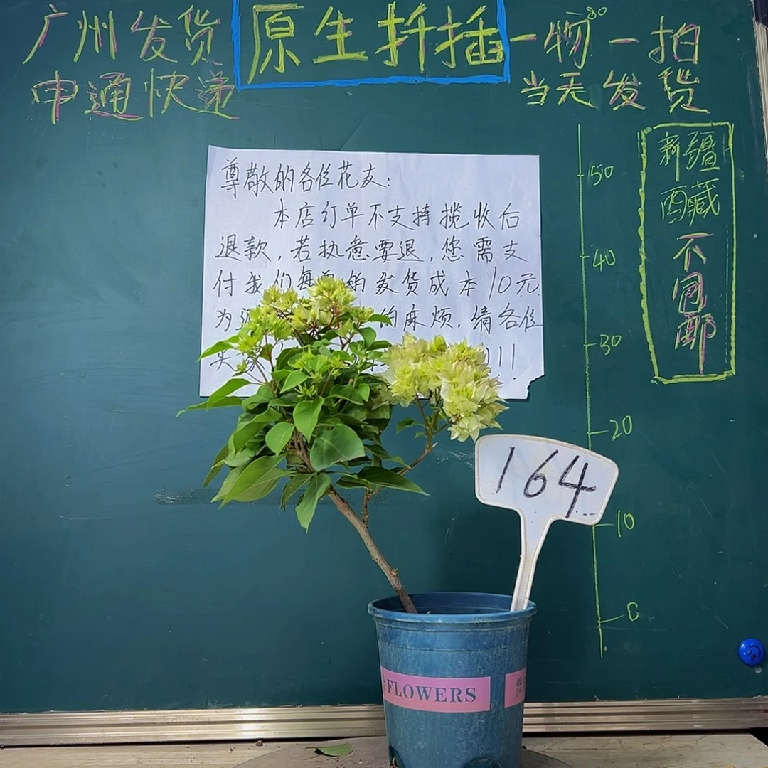 当前无花栽培后可以开花怡锦164
