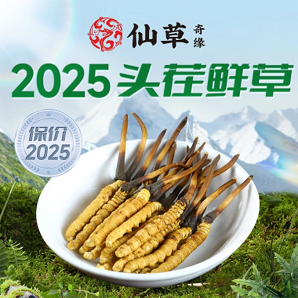 【鲜草季】头茬鲜草0.6-1.5克/根-2025年头期新鲜冬虫夏草