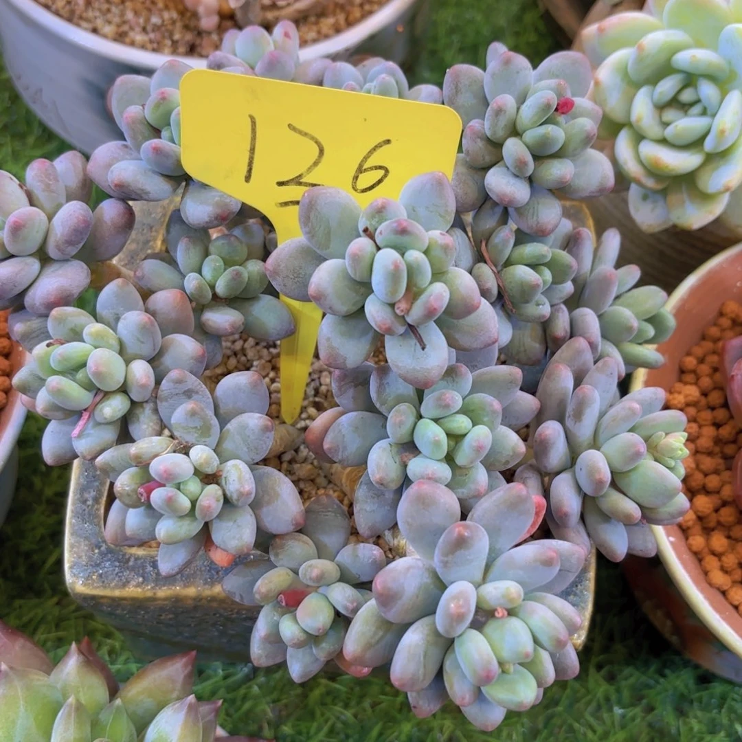 清*我的小可爱们都好可爱