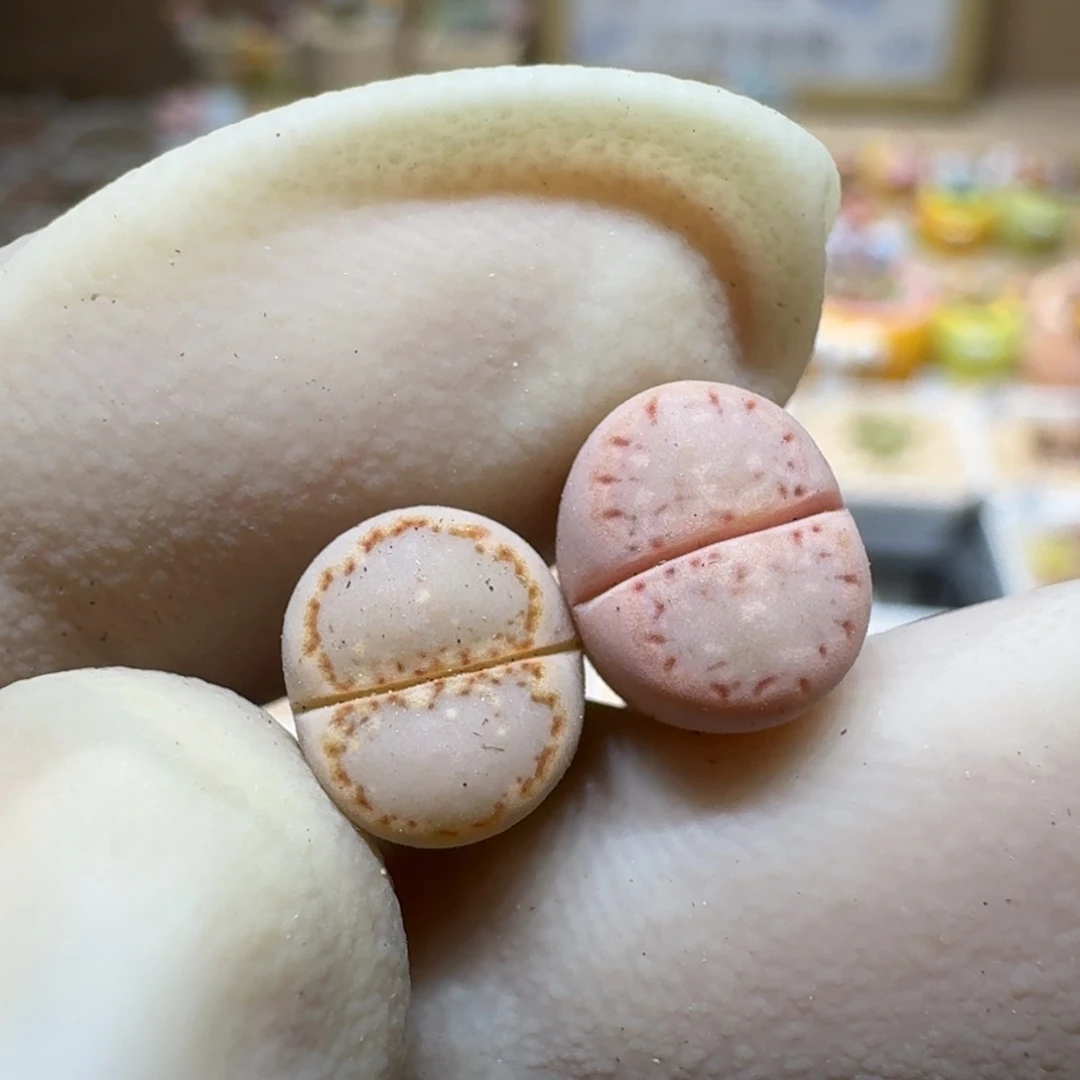 星****）0130-38生石花花花