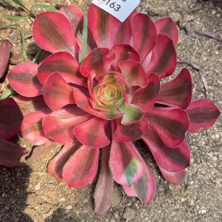 爱丽丝锦单头多肉植物163