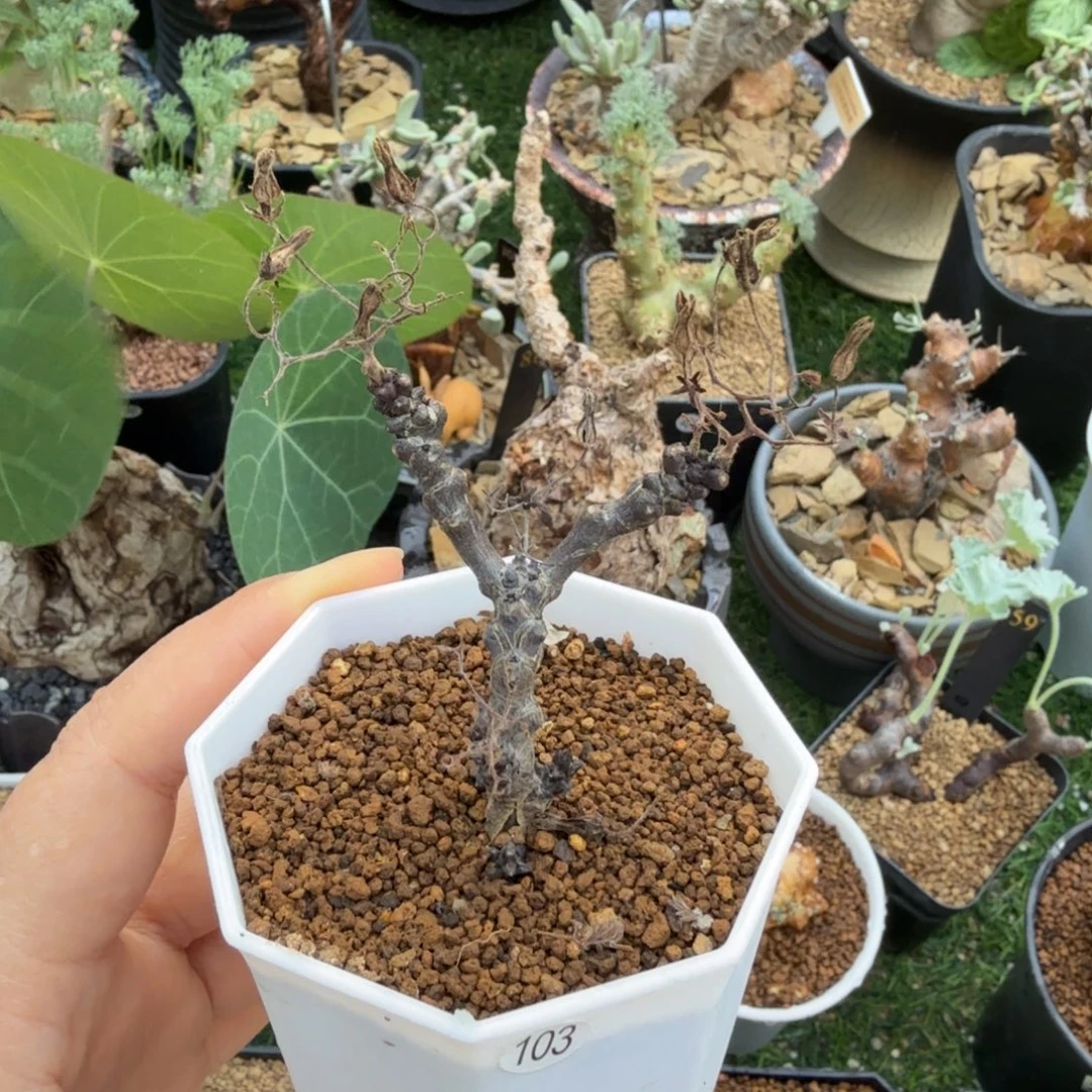 黑曼巴奇峰锦103(特价)