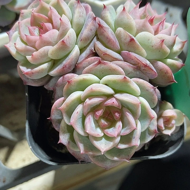 多肉植物天鹅绒1870