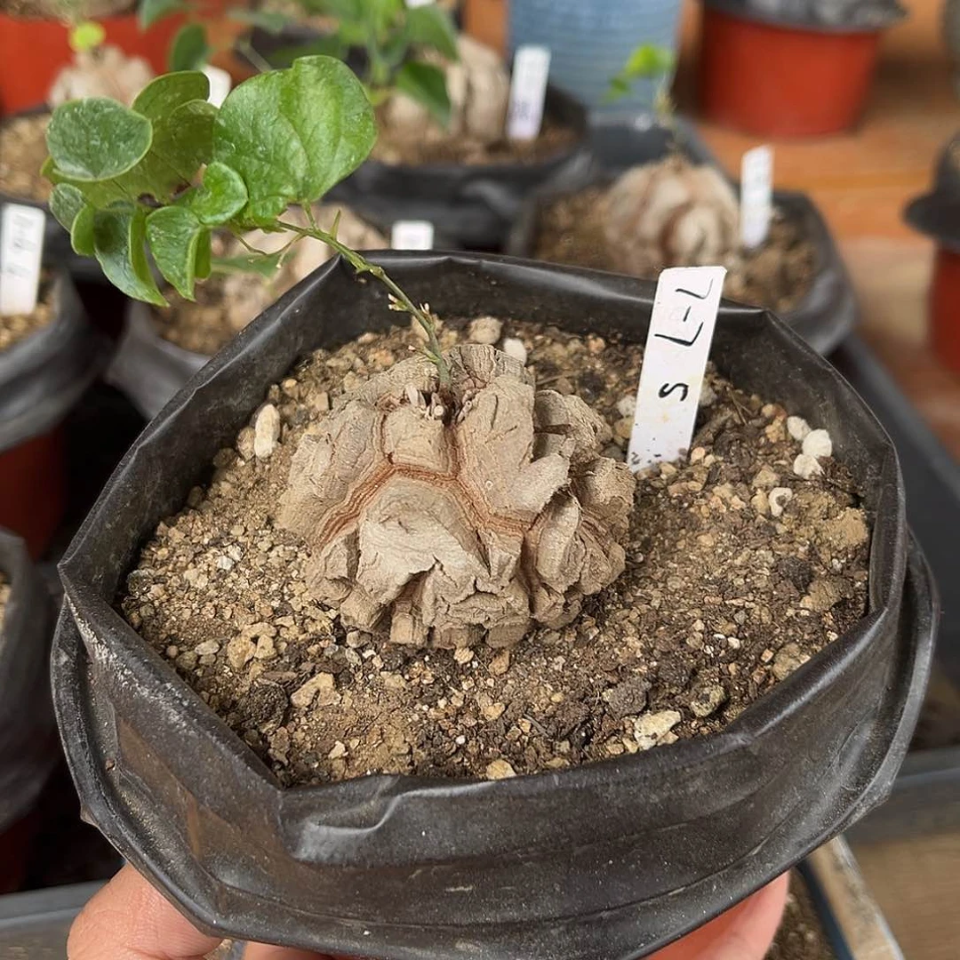 闪7–7南非龟甲龙