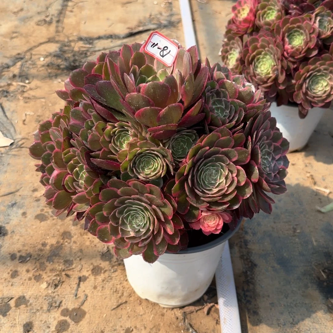 11-81粉花妖多肉植物