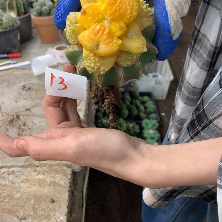 岩牡丹锦13号。。。。。。。。。。