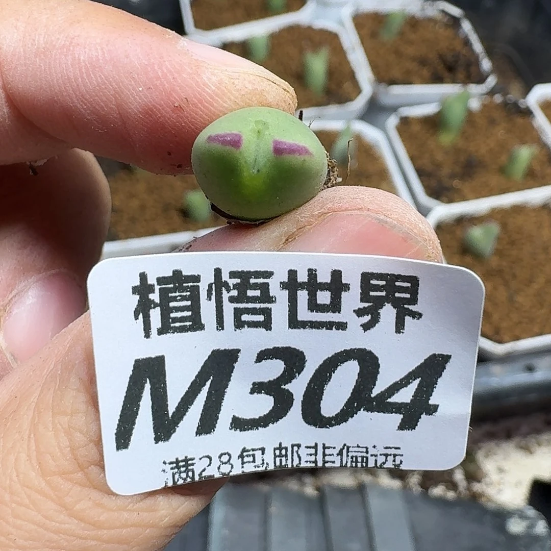 多肉植物的润泽gbnn