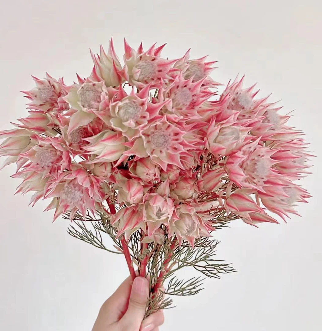 【新娘花】云南基地直发顺丰冷链包邮