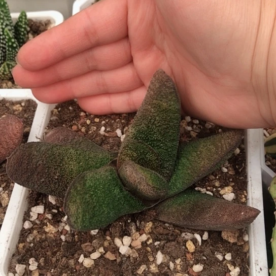 短叶黑莺转精选脱盆发货